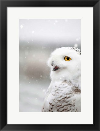 Framed Snowy Owl in the Snow Print