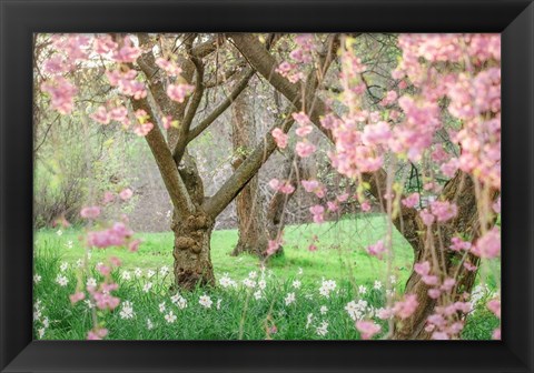Framed Springtime Fairytale Cherry Tree Print