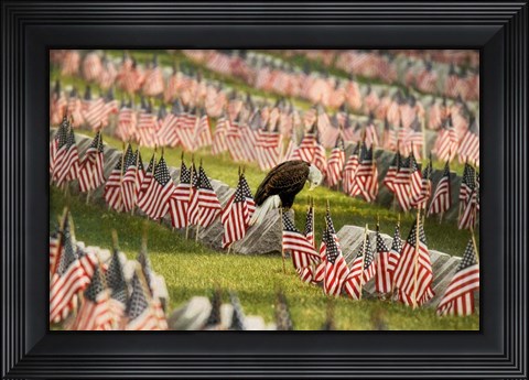 Framed Final Salute - Blad Eagle Print