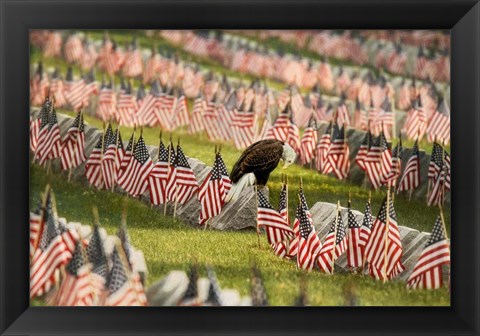 Framed Final Salute - Blad Eagle Print