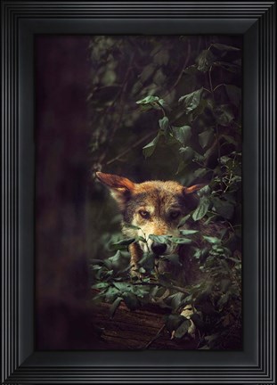 Framed Wolf Print