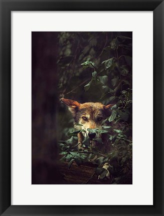 Framed Wolf Print