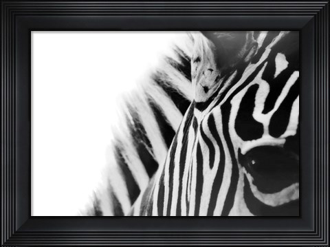 Framed Zebra Eye Print
