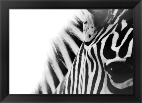 Framed Zebra Eye Print