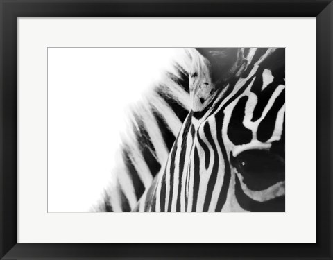 Framed Zebra Eye Print