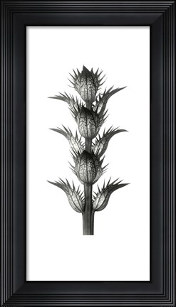 Framed Blossfeldt Botanical No. 1 Print
