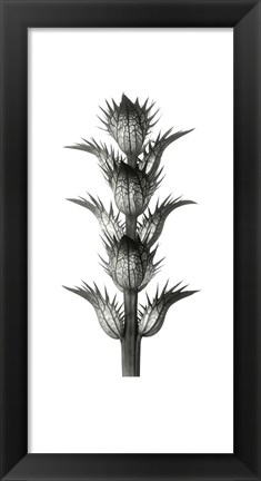 Framed Blossfeldt Botanical No. 1 Print