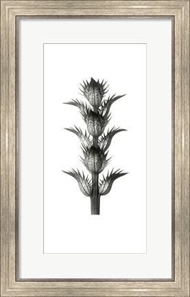 Framed Blossfeldt Botanical No. 1 Print