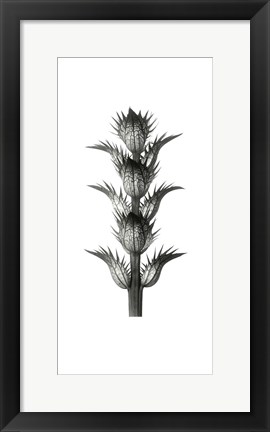 Framed Blossfeldt Botanical No. 1 Print