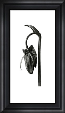 Framed Blossfeldt Botanical No. 2 Print