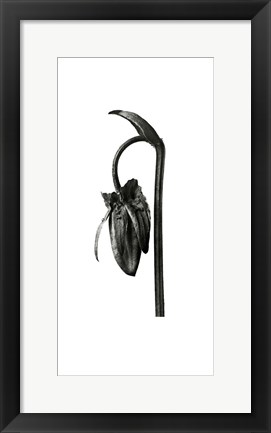 Framed Blossfeldt Botanical No. 2 Print