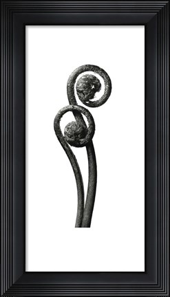 Framed Blossfeldt Botanical No. 3 Print