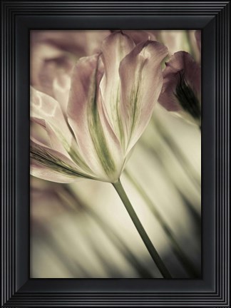 Framed White Stargazers 1 Print