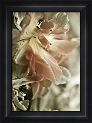 Framed White Stargazers 2 Print