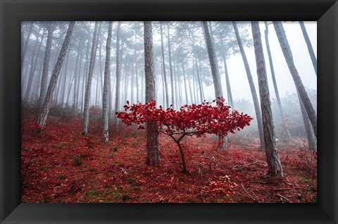 Framed Misty Autumn Print