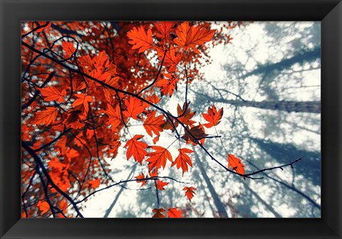 Framed Red Autumn Leaves Print