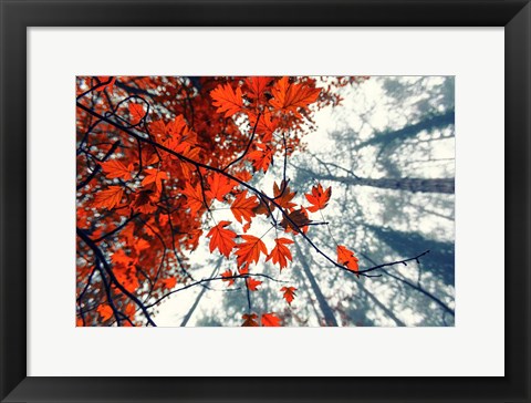 Framed Red Autumn Leaves Print