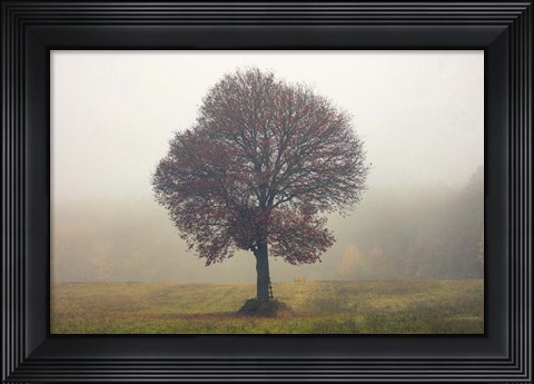 Framed Tree In The Mist Print