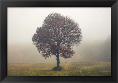 Framed Tree In The Mist Print