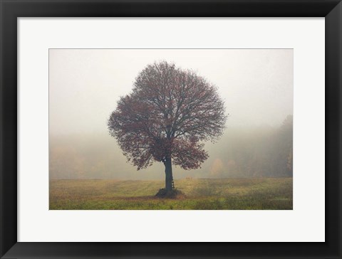 Framed Tree In The Mist Print