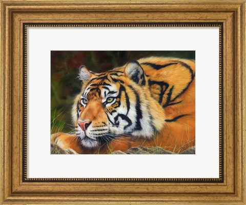 Framed Sumatran Tiger Resting Print