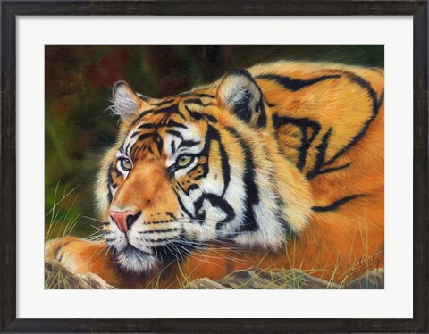 Framed Sumatran Tiger Resting Print