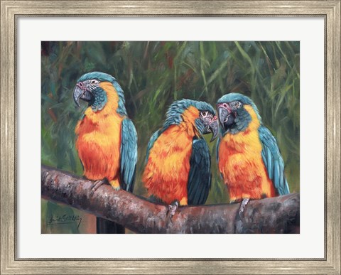Framed 3 Macaws Print