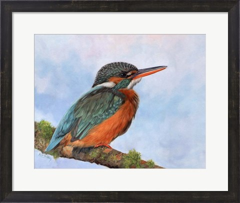 Framed Kingfisher 2 Print