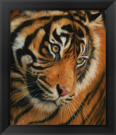 Framed Tiger Portrait 3 Print