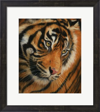 Framed Tiger Portrait 3 Print