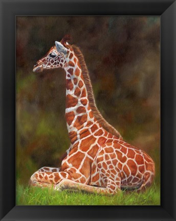 Framed Giraffe Resting Print