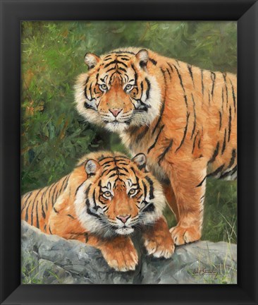 Framed Pair Of Sumatran Tigers Print