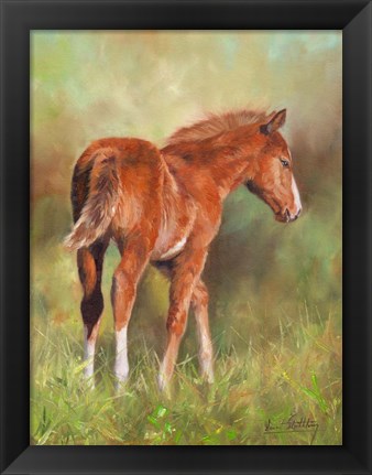 Framed Foal In Sunshine Print