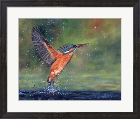 Framed Kingfisher Print