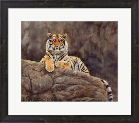 Framed Amur Tiger On The Rocks Print