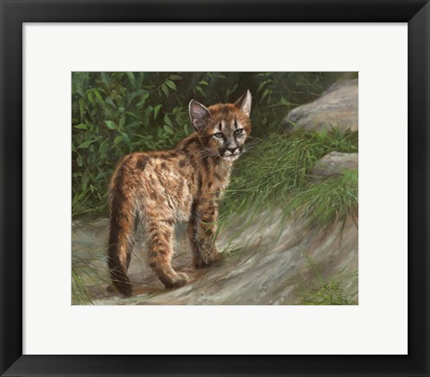 Framed Cougar Cub Print
