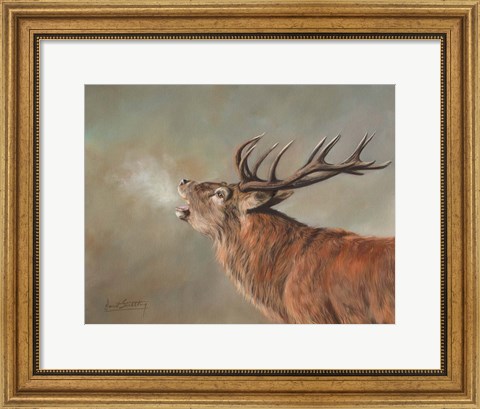 Framed Red Deer Stag Print
