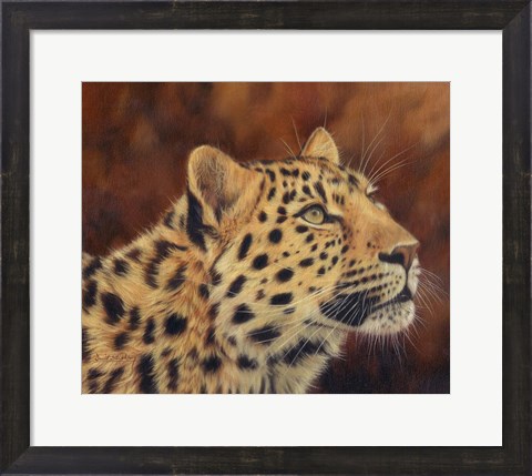 Framed Leopard Portrait Looking Up Right Print