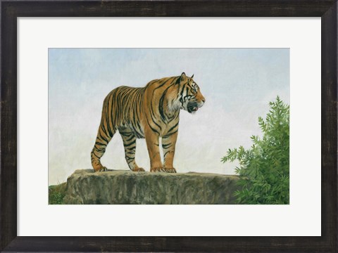 Framed Tiger 11 Print
