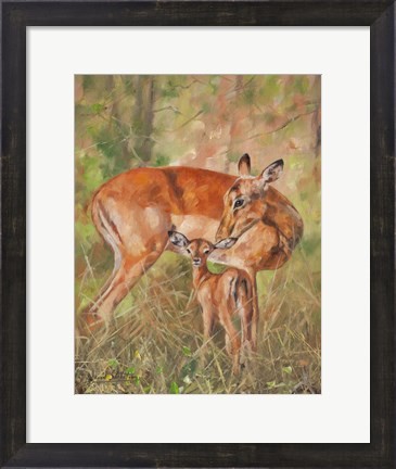 Framed Impala And Young Print