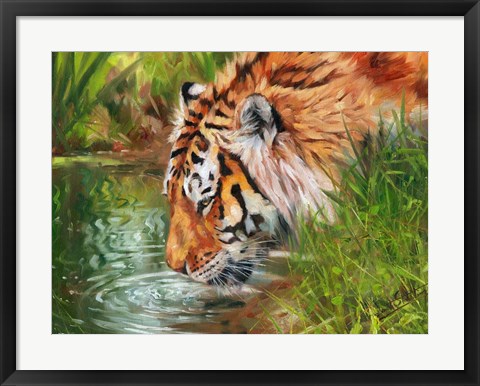 Framed Tiger Quenching Thirst Print