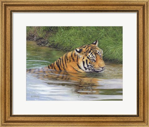 Framed Tiger Water 2 Print