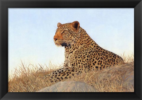 Framed Leopard Laying Rock Grass Print