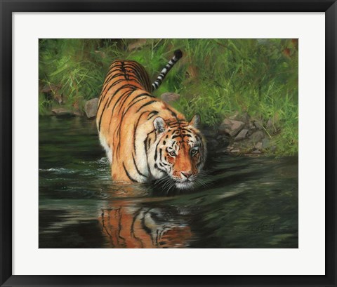 Framed Tiger Entering Water Print