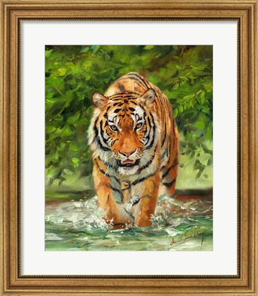 Framed Tiger On The Prowl Print