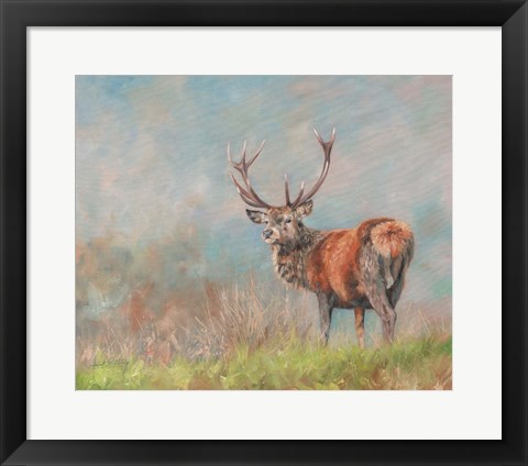 Framed Red Deer Stag From Behind Print
