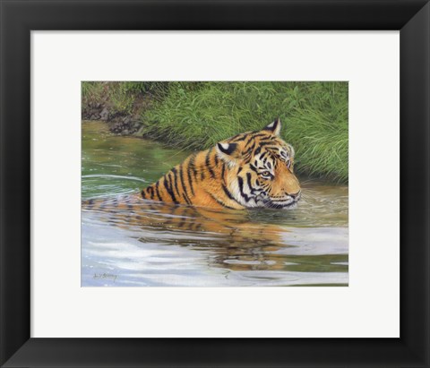 Framed Tiger In Water 1 Print