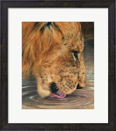 Framed Lion Head Drinking Print
