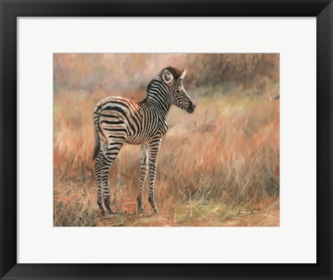 Framed Zebra Foal Print