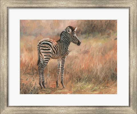 Framed Zebra Foal Print